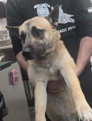 Shelter Stray Male Dog last seen , Tucson, AZ 85745