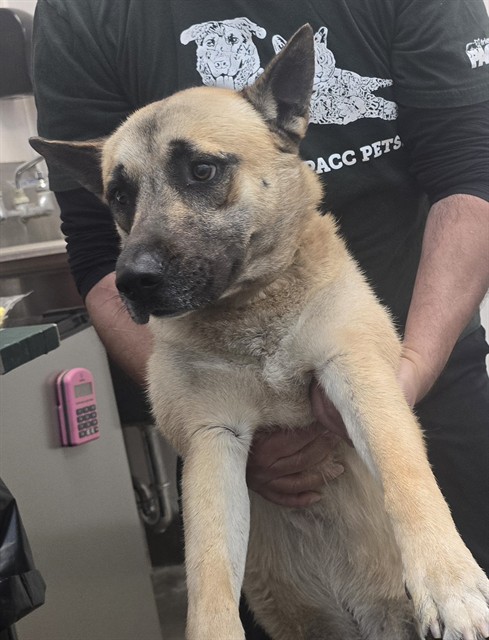 Shelter Stray Male Dog last seen , Tucson, AZ 85745