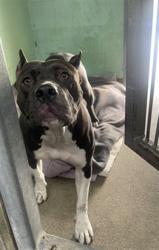 Shelter Stray Female Dog last seen , Chatsworth, CA 91311