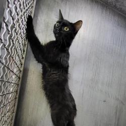 Shelter Stray Female Cat last seen Near BLOCK FONTIER SUN, San Antonio, TX 78227
