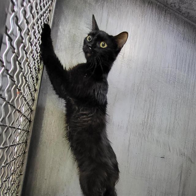 Shelter Stray Female Cat last seen Near BLOCK FONTIER SUN, San Antonio, TX 78227