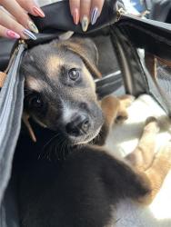 Shelter Stray Female Dog last seen VISTA CRUISE, LIVE OAK, TX, San Antonio, TX 78227
