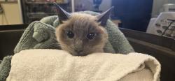 Shelter Stray Female Cat last seen , Camarillo, CA 93010