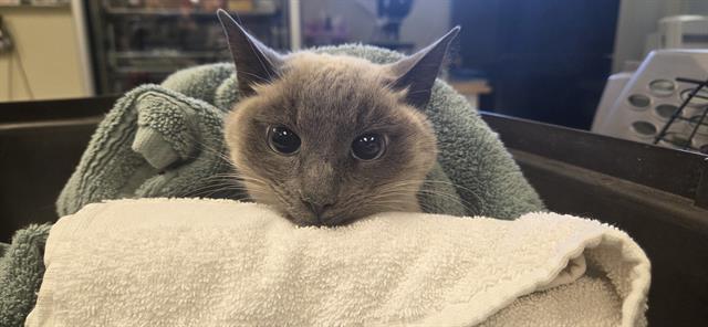 Shelter Stray Female Cat last seen , Camarillo, CA 93010
