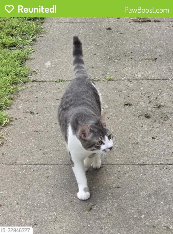 Reunited Male Cat last seen 15th & Campbell Street , Oakland, CA 94607