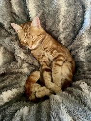 Lost Male Cat last seen Dorothea Road and Cypress Street, La Habra Heights, CA 90631