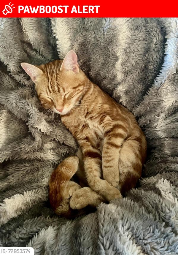 Lost Male Cat last seen Dorothea Road and Cypress Street, La Habra Heights, CA 90631
