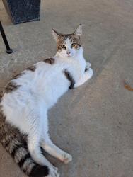 Lost Male Cat last seen Beckendorf Rd and Blue Grama, Katy, TX 77493