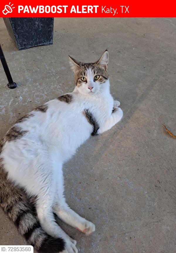 Lost Male Cat last seen Beckendorf Rd and Blue Grama, Katy, TX 77493