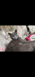 Lost Female Cat last seen Habitat dr and Wilson rd, Columbus, OH 43228