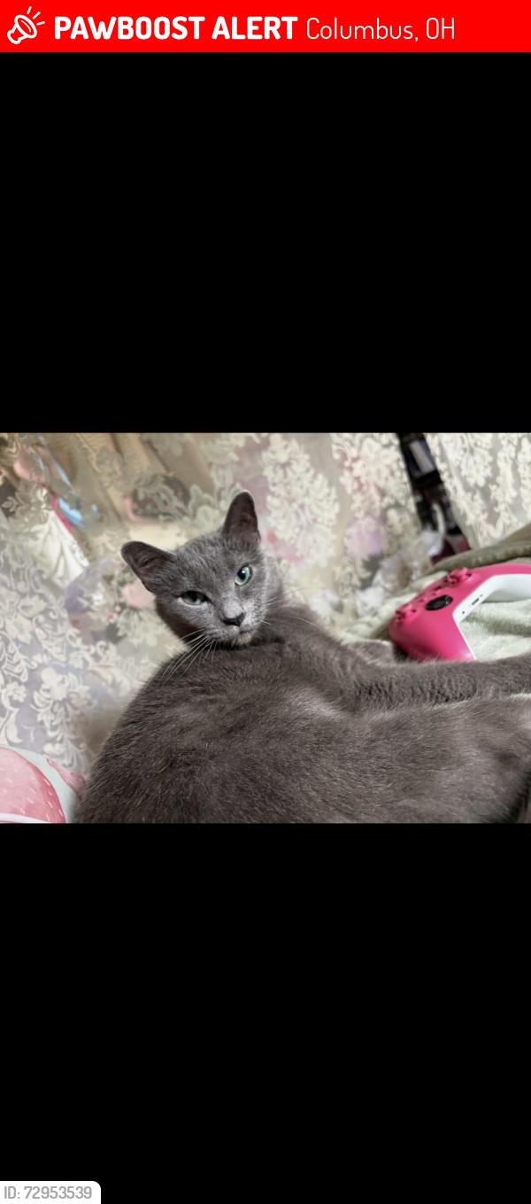 Lost Female Cat last seen Habitat dr and Wilson rd, Columbus, OH 43228