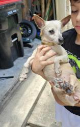 Found/Stray Female Dog last seen Stone gate gated community off Longenbaugh, Houston, TX 77433
