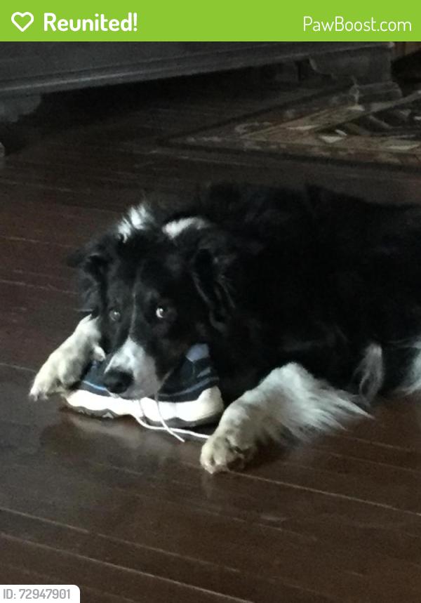Reunited Male Dog last seen Near Madison 2255, Huntsville, AR 72740