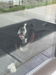 Found/Stray Unknown Dog last seen Chester and Oak Road, Glendale, OH 45246