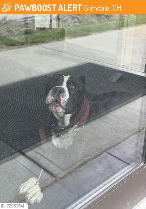 Found/Stray Unknown Dog last seen Chester and Oak Road, Glendale, OH 45246