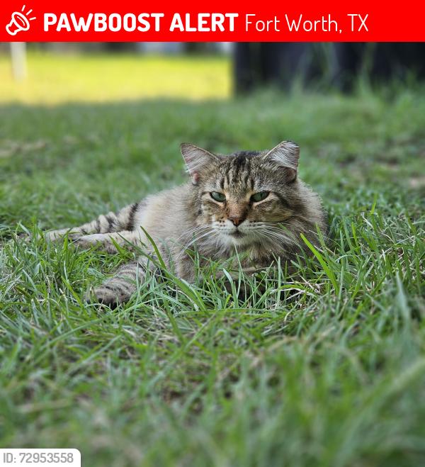 Lost Female Cat last seen Between Martin & Wilbarger, Lake Arlington side, Fort Worth, TX 76119