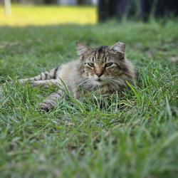 Lost Female Cat last seen Between Martin & Wilbarger, Lake Arlington side, Fort Worth, TX 76119