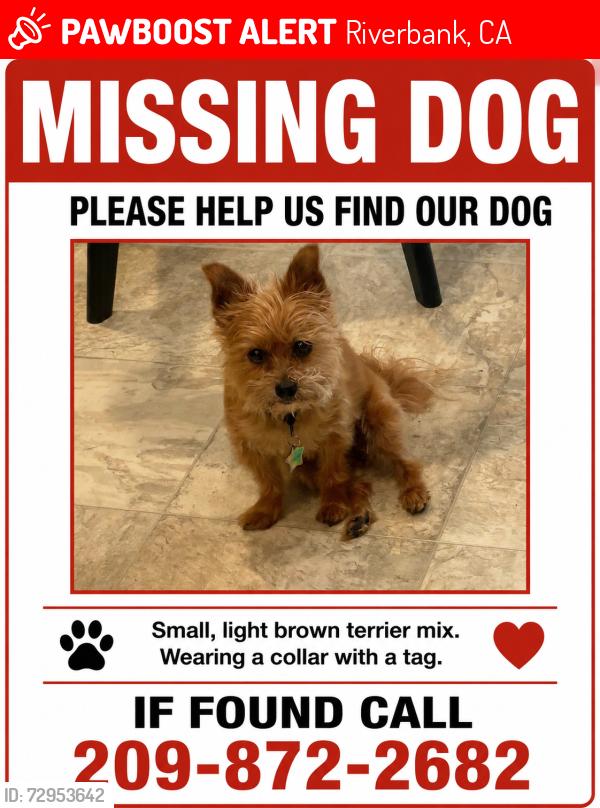Lost Female Dog last seen Country Manor, Riverbank, CA 95367