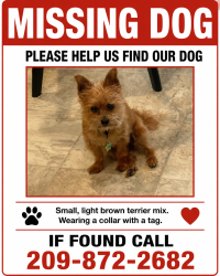 Lost Female Dog last seen Country Manor, Riverbank, CA 95367