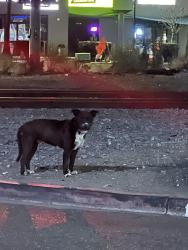 Found/Stray Unknown Dog last seen Roaming near Denny’s and across the street on Miramar Road , San Diego, CA 92122