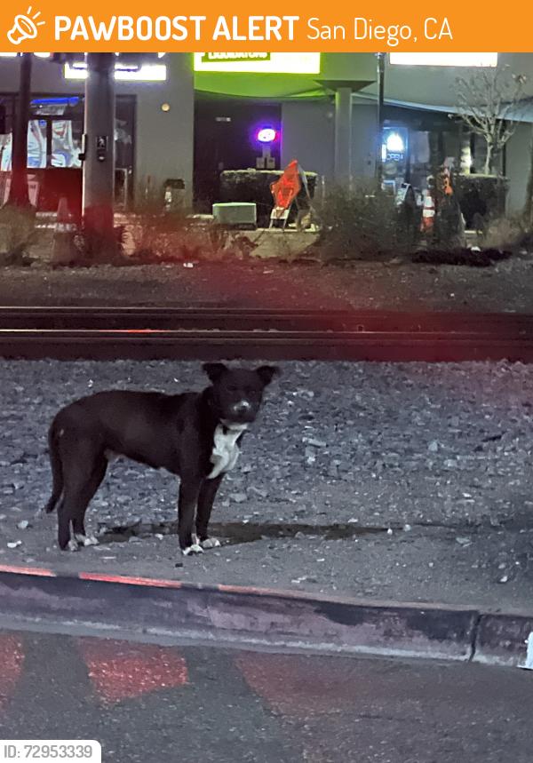 Found/Stray Unknown Dog last seen Roaming near Denny’s and across the street on Miramar Road , San Diego, CA 92122