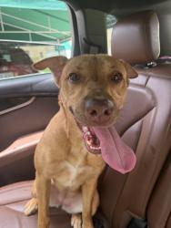 Found/Stray Female Dog last seen Close to the Claude Pepper elementary school, Miami, FL 33186