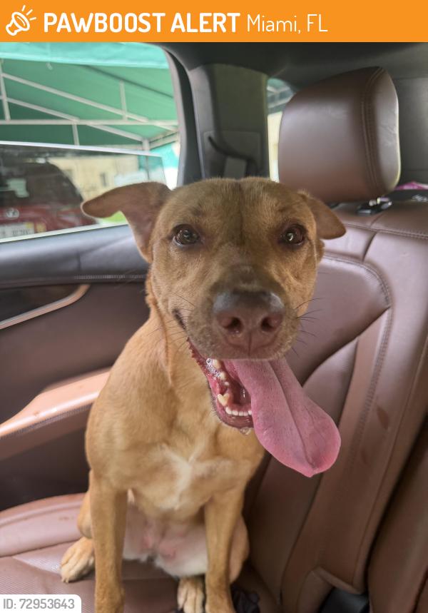 Found/Stray Female Dog last seen Close to the Claude Pepper elementary school, Miami, FL 33186