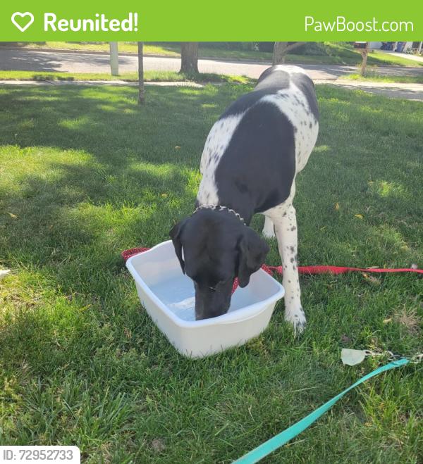 Reunited Unknown Dog last seen Cheney and 96, Grand Rapids, MI 49505