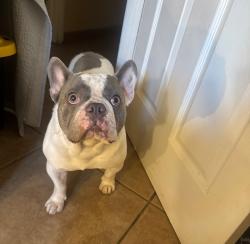 Reunited Male Dog last seen San Pablo & San Nicholas, Palm Desert, CA 92260