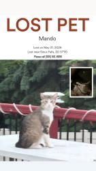 Lost Male Cat last seen Sandberg dr, Sioux Falls, SD 57110