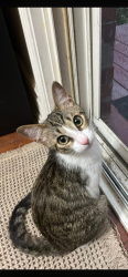 Found/Stray Male Cat last seen Atwater & Cawthra Rd, Mississauga, ON L5G 2A9