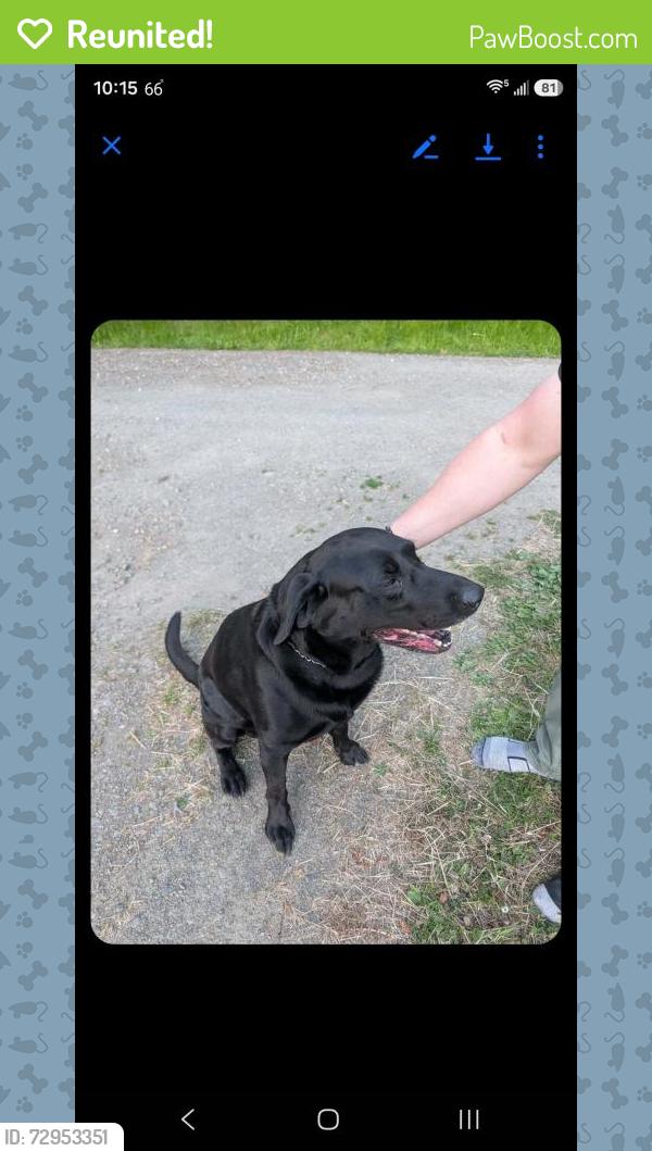 Reunited Male Dog last seen Gasman rd old Olympic hwy port Angeles wa , Clallam County, WA 98362