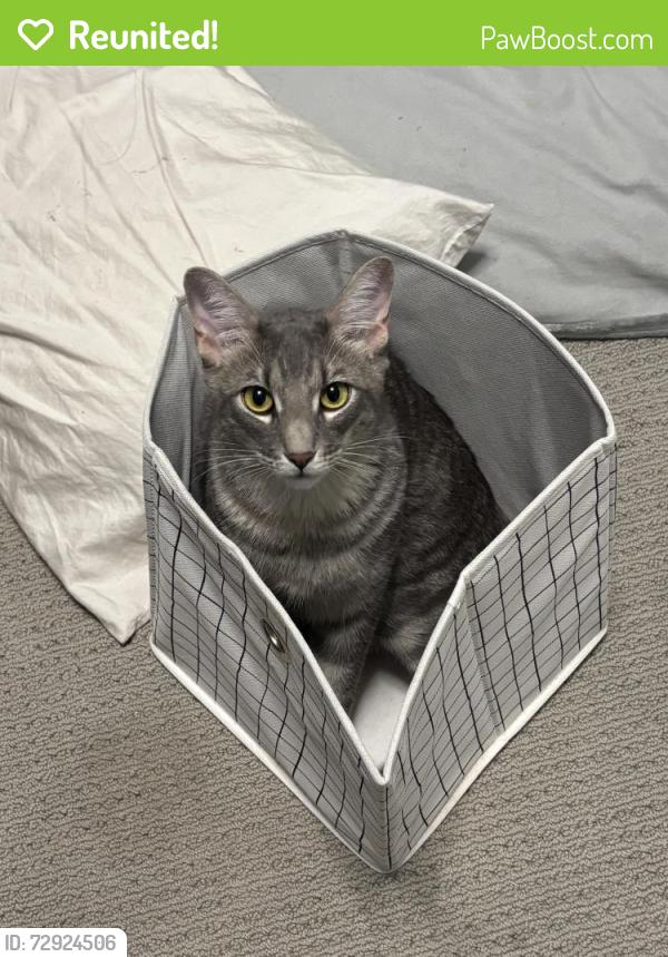 Reunited Male Cat last seen E Aloe Pl Chandler , Chandler, AZ 85286