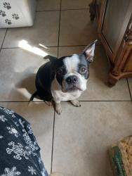 Reunited Male Dog last seen Wilson Funeral Home, Panama City, FL 32405