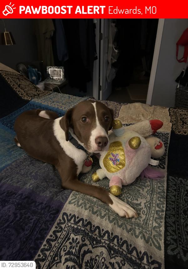 Lost Male Dog last seen Forbes LOA RV Park, Edwards, MO 65326