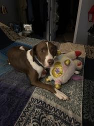 Lost Male Dog last seen Forbes LOA RV Park, Edwards, MO 65326