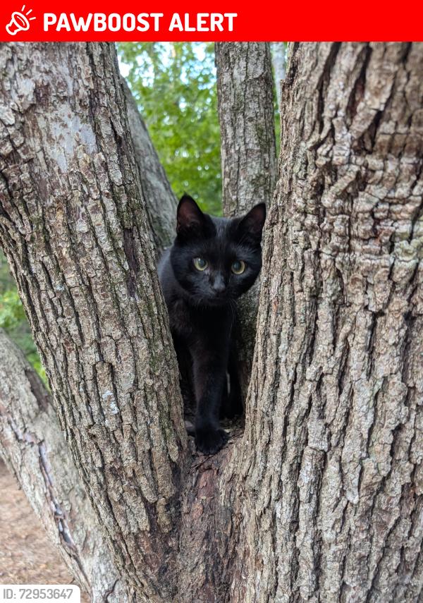 Lost Male Cat last seen Peachtree Elementary, Norcross, GA 30092