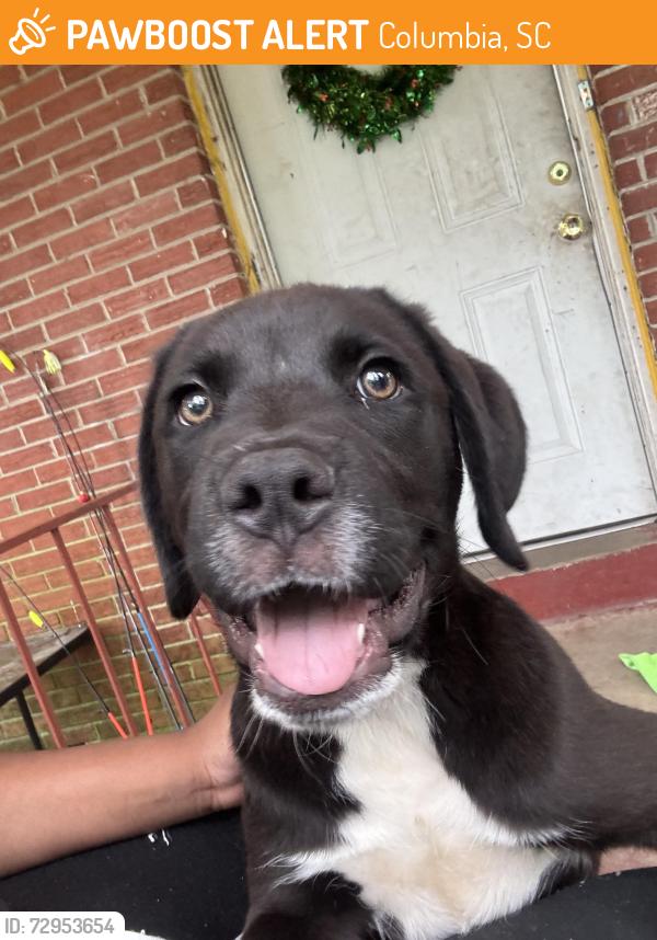Found/Stray Male Dog last seen In a patch of greenery in the woods, Columbia, SC 29204
