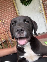 Found/Stray Male Dog last seen In a patch of greenery in the woods, Columbia, SC 29204