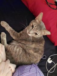 Lost Female Cat last seen Fm327, Elmendorf, TX 78112