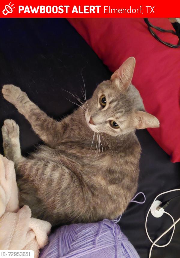 Lost Female Cat last seen Fm327, Elmendorf, TX 78112