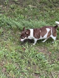 Reunited Female Dog last seen Wesley mill dr cup de sac , Bartow County, GA 30103