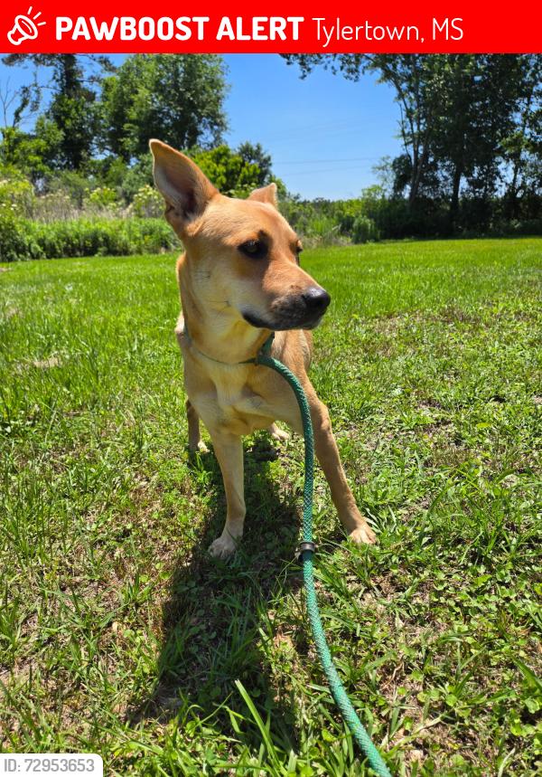 Lost Female Dog last seen Near Obed Magee Rd, Tylertown, MS 39667, Tylertown, MS 39667