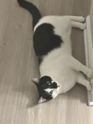 Lost Male Cat last seen Southfork community center, Winston-Salem, NC 27104