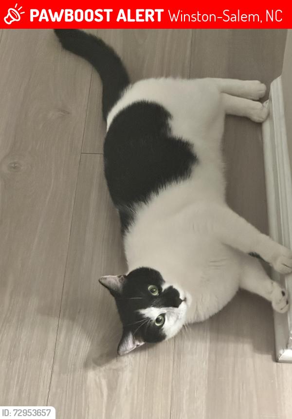 Lost Male Cat last seen Southfork community center, Winston-Salem, NC 27104