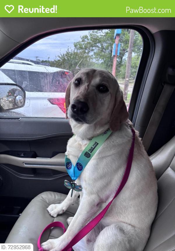 Reunited Female Dog last seen Near brew on Cambridge & Broadway, Tyler, TX 75703