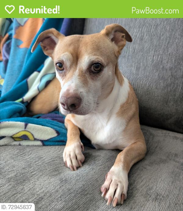Reunited Female Dog last seen Near Bontebok Dr, Converse, TX 78109, Converse, TX 78109