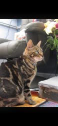 Lost Female Cat last seen Hawk Green marple, Marple, England SK6 7JB
