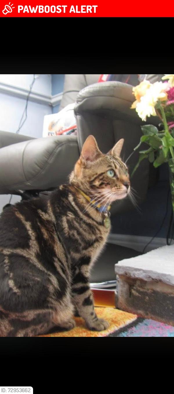 Lost Female Cat last seen Hawk Green marple, Marple, England SK6 7JB