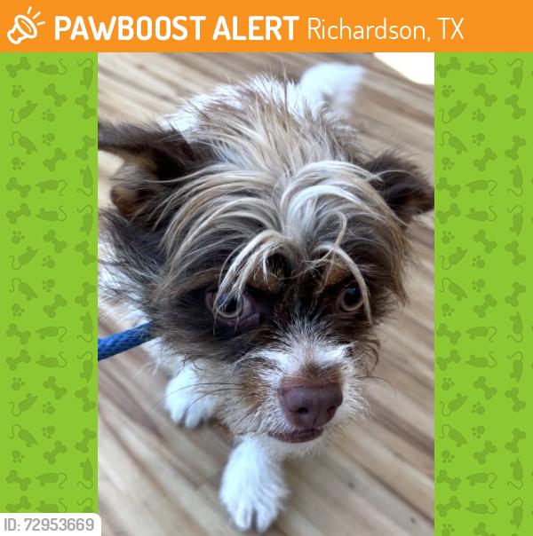 Found/Stray Male Dog last seen Near Dumont Dr, Richardson, TX 75080